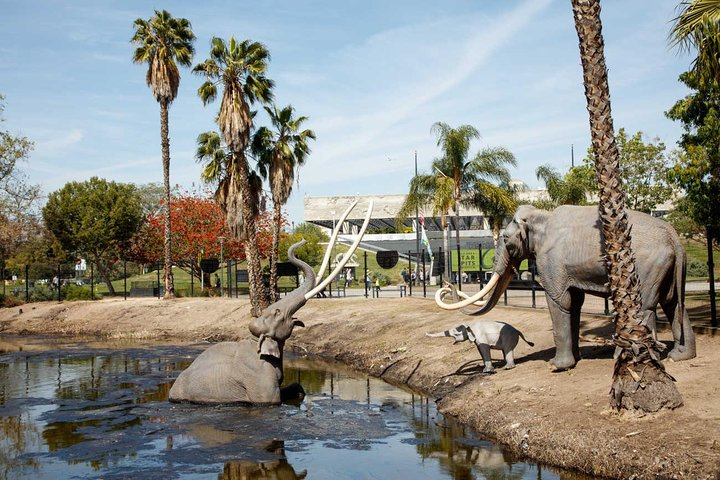 Explore the fascinating blend of history and nature at La Brea Tar Pits where life-sized replicas of Ice Age elephants stand by tranquil waters inviting curiosity about ancient wonders.
